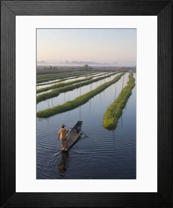 Framed Print : A fisherman rows in the floating gardens on Inle Lake, Shan State, Burma, Myanmar Framed Print : A fisherman rows in the floating gardens on Inle Lake, Shan State, Burma, Myanmar