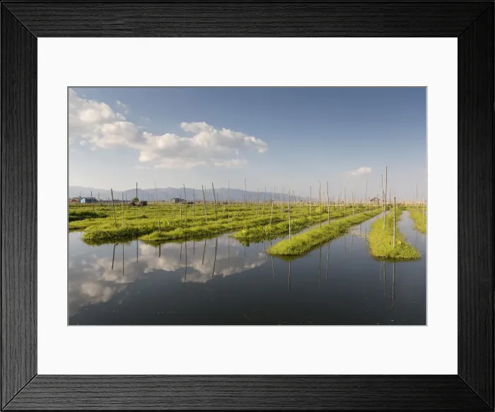 Framed Print : Floating gardens, Inle lake, Shan state, Myanmar Framed Print : Floating gardens, Inle lake, Shan state, Myanmar