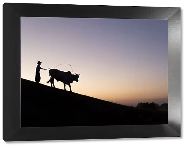 A Burmese farmer leads a bull at sunset along the crest of a hill, Bagan, Myanmar