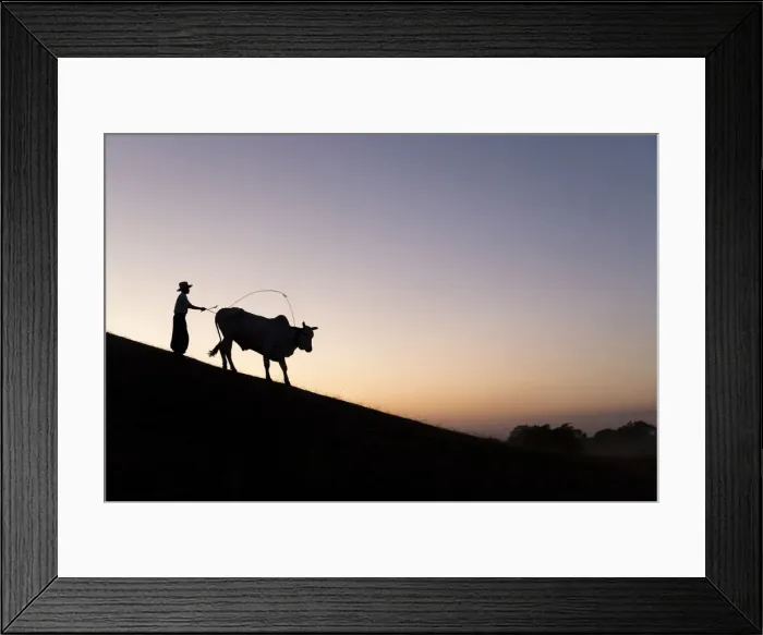 Framed Print : A Burmese farmer leads a bull at sunset along the crest of a hill, Bagan, Myanmar Framed Print : A Burmese farmer leads a bull at sunset along the crest of a hill, Bagan, Myanmar