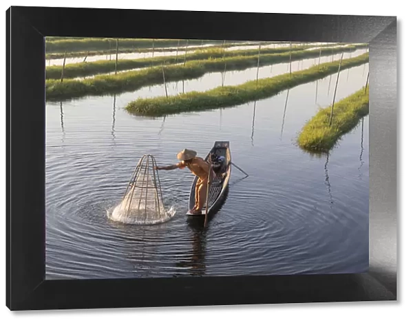 A fisherman fishes using a traditional net in the floating gardens on Inle Lake, Shan