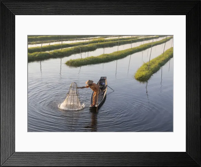 Framed Print : A fisherman fishes using a traditional net in the floating gardens on Inle Lake, Shan