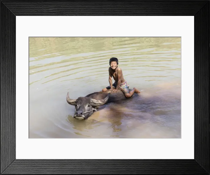 Framed Print : Burmese boy sits on the back of a water buffalo, Inle Lake, Shan State, Myanmar Framed Print : Burmese boy sits on the back of a water buffalo, Inle Lake, Shan State, Myanmar
