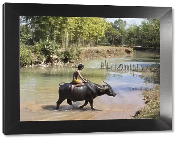 Burmese boy rides a water buffalo, Inle Lake, Shan State, Myanmar