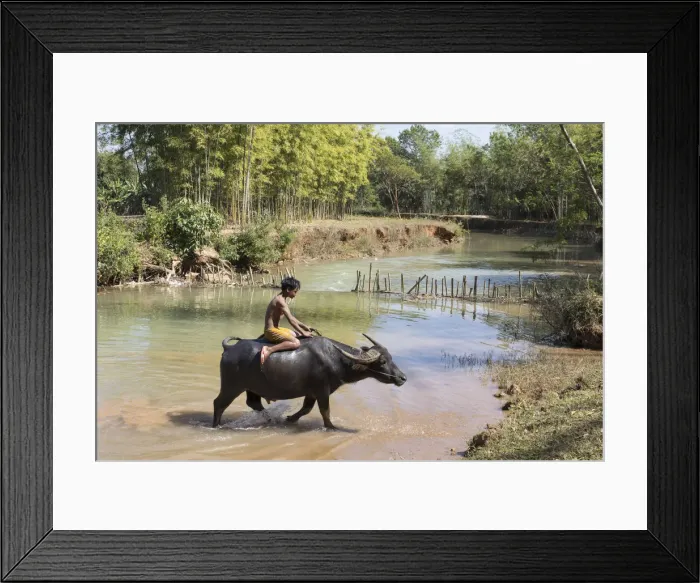 Framed Print : Burmese boy rides a water buffalo, Inle Lake, Shan State, Myanmar Framed Print : Burmese boy rides a water buffalo, Inle Lake, Shan State, Myanmar