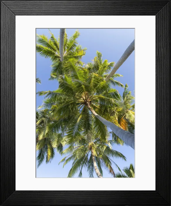 Framed Print : Palm trees, Maafushi Island, Kaafu Atoll, Maldives