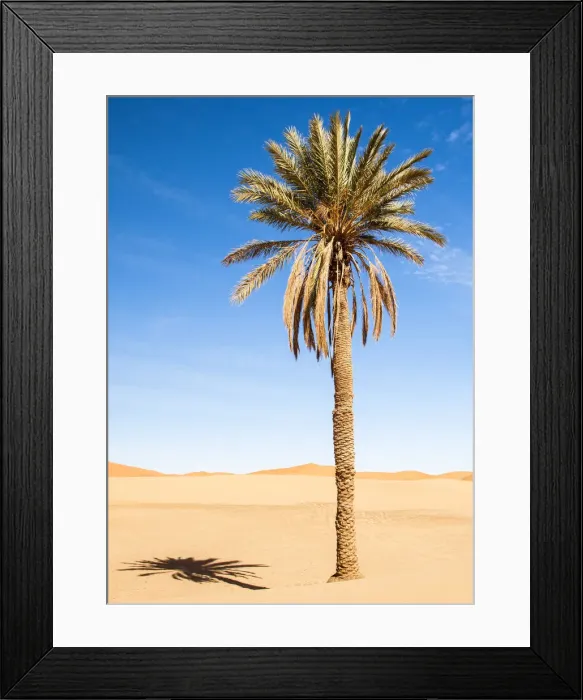 Framed Print : Palm tree in Erg Chebbi, Sahara, Morocco Framed Print : Palm tree in Erg Chebbi, Sahara, Morocco