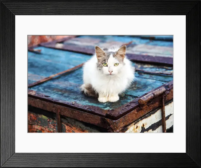 Framed Print : Cat in the Essaouira harbour, Marrakech-Tensift-Al Haouz, Morocco Framed Print : Cat in the Essaouira harbour, Marrakech-Tensift-Al Haouz, Morocco