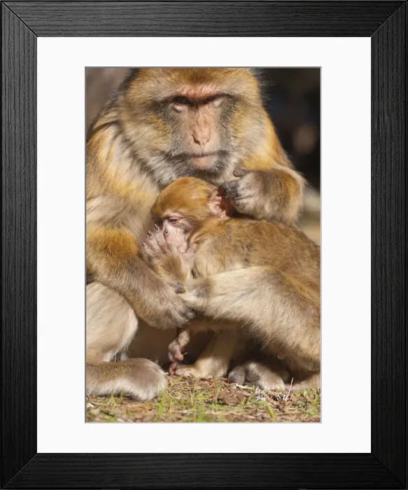 Framed Print : Atlas, Morocco. Barbary monkeys in the forest Framed Print : Atlas, Morocco. Barbary monkeys in the forest