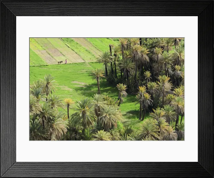 Framed Print : Africa, Morocco, palm oasis near Tinghir Framed Print : Africa, Morocco, palm oasis near Tinghir