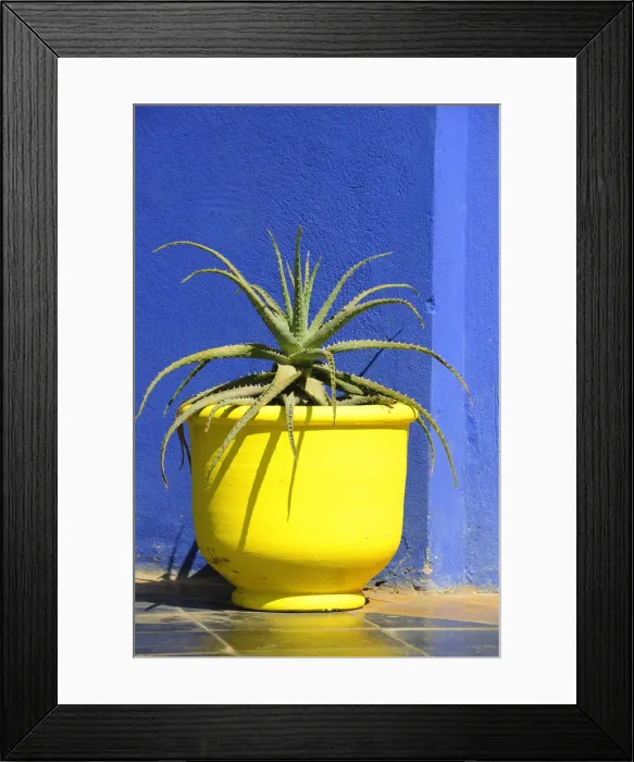 Framed Print : The blue and yellow contrast found in the Majorelle garden. Marrakech, Morocco Framed Print : The blue and yellow contrast found in the Majorelle garden. Marrakech, Morocco