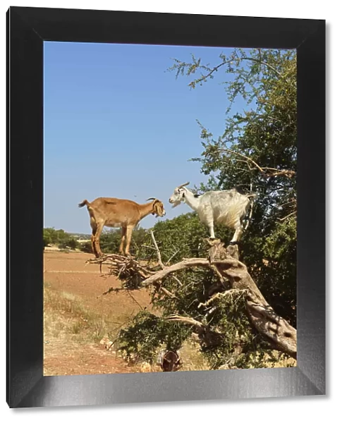 Goats on an Argan tree. Argan oil has become a fashionable product in Europe and North