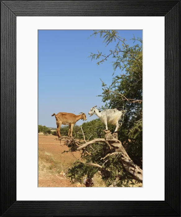Framed Print : Goats on an Argan tree. Argan oil has become a fashionable product in Europe and North Framed Print : Goats on an Argan tree. Argan oil has become a fashionable product in Europe and North