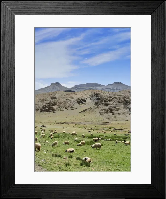 Framed Print : Sheeps grazing in the High Atlas mountain range. Morocco Framed Print : Sheeps grazing in the High Atlas mountain range. Morocco