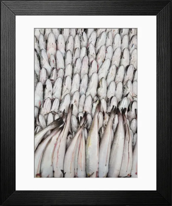 Framed Print : Silver hakes. Essaouira, Morocco Framed Print : Silver hakes. Essaouira, Morocco