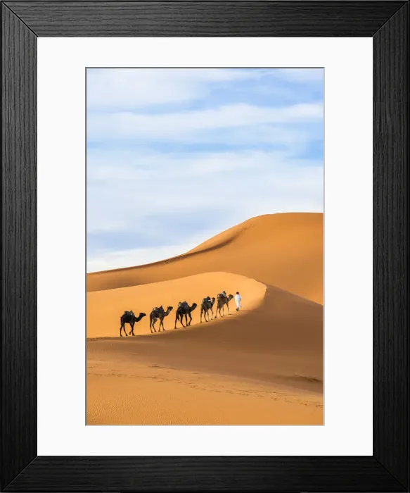 Framed Print : Berber man leading camel train in Sahara desert, Erg Chebbi, Morocco