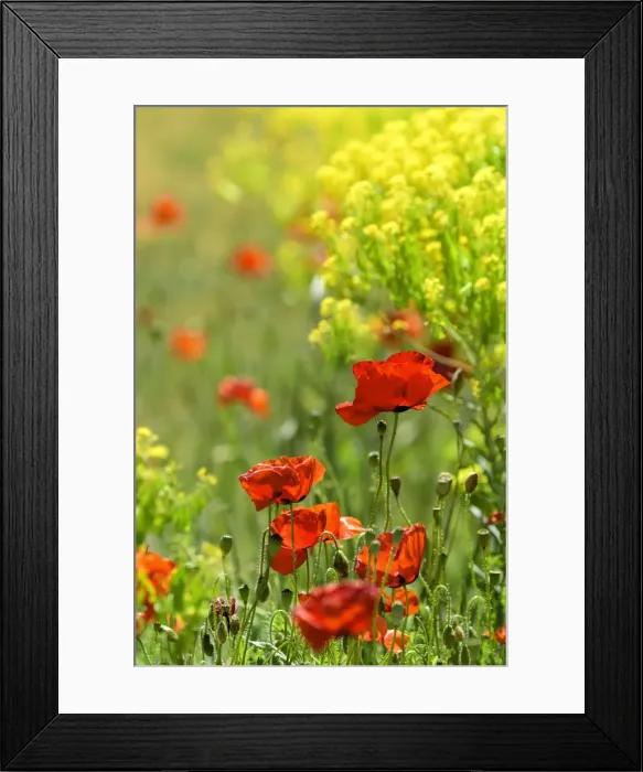 Framed Print : Africa, Morocco, Poppy field in the Atlas mountains Framed Print : Africa, Morocco, Poppy field in the Atlas mountains