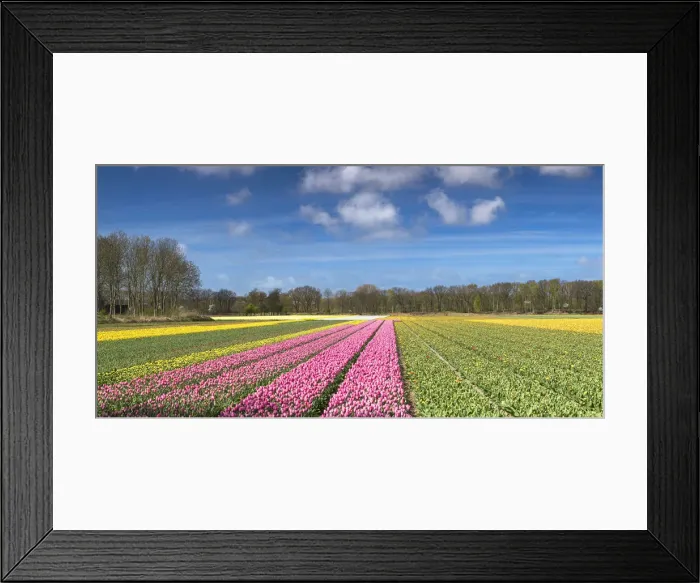 Framed Print : Flowers in fields, Lisse, Netherlands Framed Print : Flowers in fields, Lisse, Netherlands