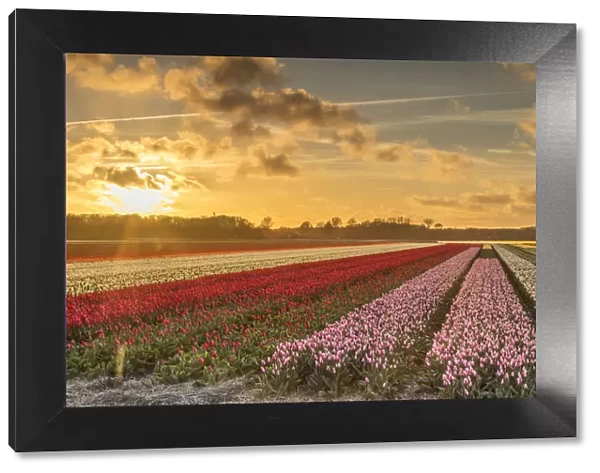 Tulips in fields at sunset, Lisse, Netherlands