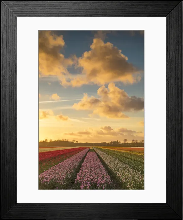 Framed Print : Tulips in fields at sunset, Lisse, Netherlands Framed Print : Tulips in fields at sunset, Lisse, Netherlands