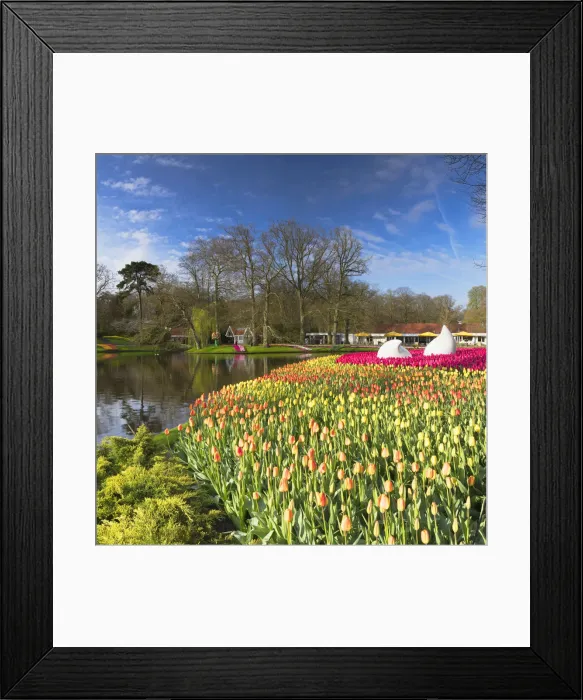 Framed Print : Tulips in Keukenhof Gardens, Lisse, Netherlands Framed Print : Tulips in Keukenhof Gardens, Lisse, Netherlands