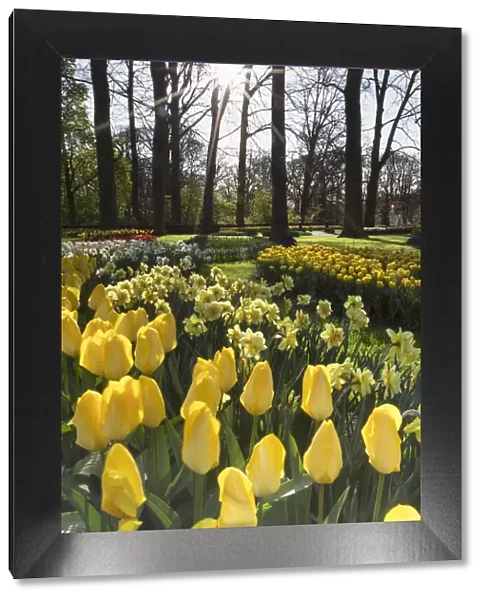 Tulips in Keukenhof Gardens, Lisse, Netherlands