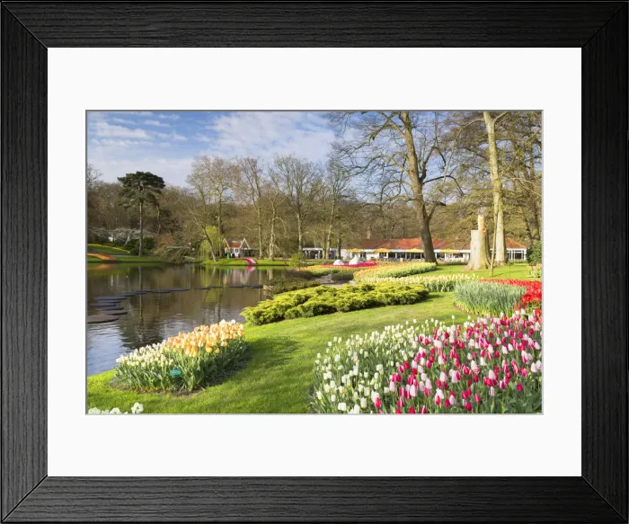 Framed Print : Tulips in Keukenhof Gardens, Lisse, Netherlands Framed Print : Tulips in Keukenhof Gardens, Lisse, Netherlands