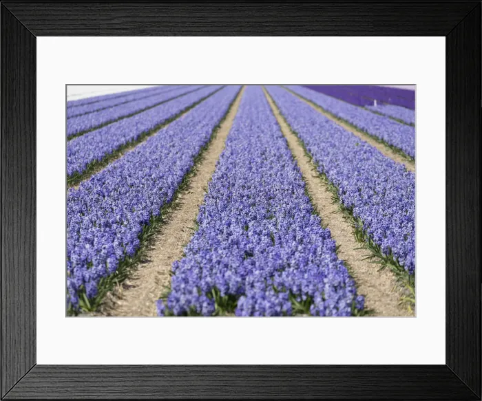 Framed Print : Lilacs in fields, Lisse, Netherlands Framed Print : Lilacs in fields, Lisse, Netherlands