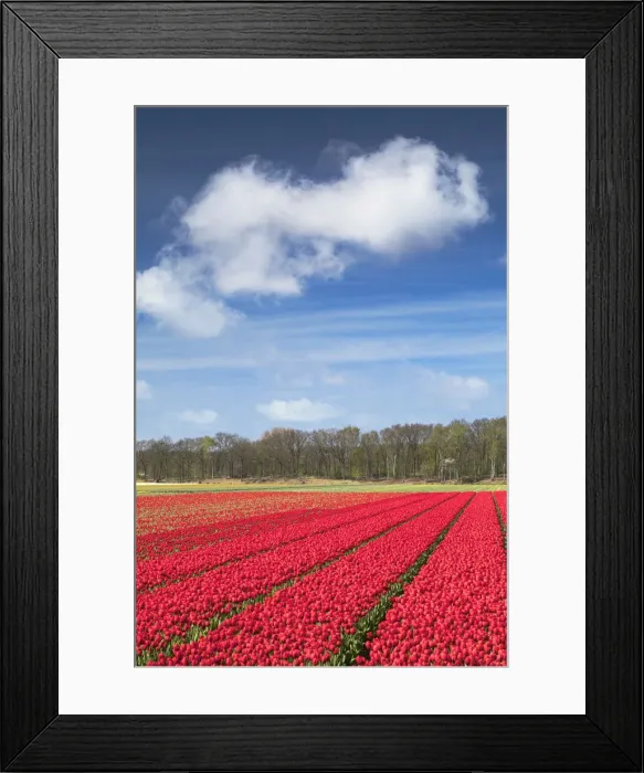 Framed Print : Tulips in fields, Lisse, Netherlands Framed Print : Tulips in fields, Lisse, Netherlands