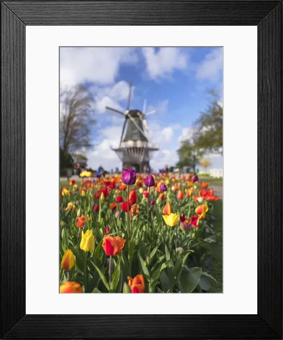 Framed Print : Tulips and windmill at Keukenhof Gardens, Lisse, Netherlands Framed Print : Tulips and windmill at Keukenhof Gardens, Lisse, Netherlands