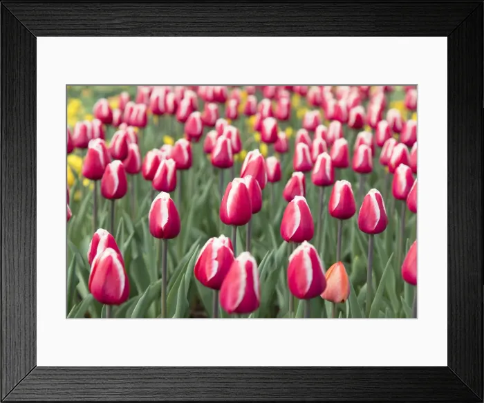Framed Print : Tulips at Keukenhof Gardens, Lisse, Netherlands Framed Print : Tulips at Keukenhof Gardens, Lisse, Netherlands