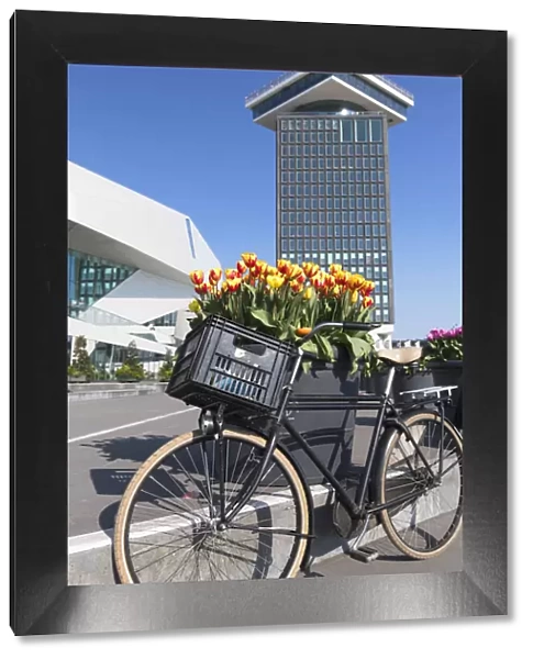 Bicycle and tulips at Aaadam Tower, Amsterdam, Netherlands
