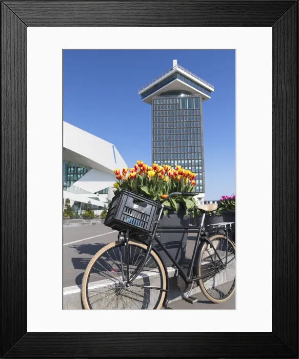 Framed Print : Bicycle and tulips at Aaadam Tower, Amsterdam, Netherlands Framed Print : Bicycle and tulips at Aaadam Tower, Amsterdam, Netherlands