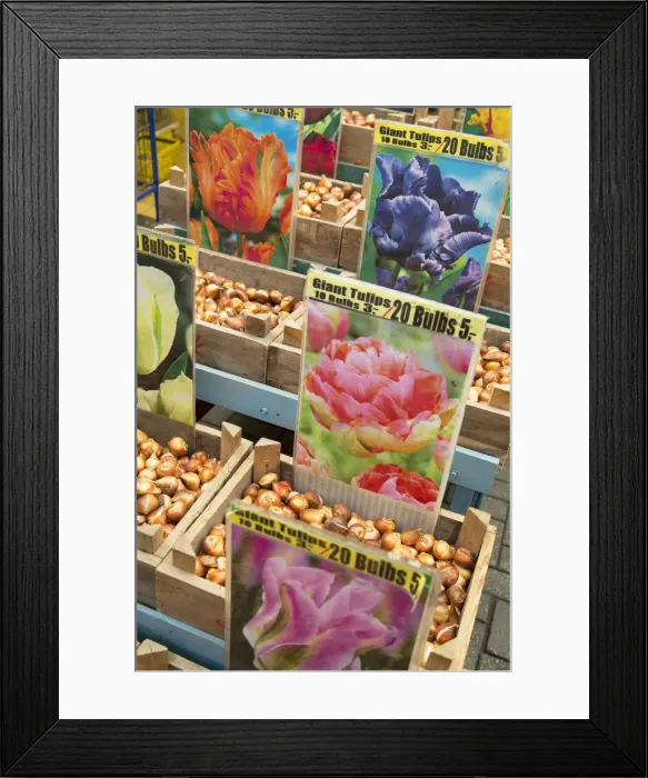 Framed Print : Tulip bulbs at flower market, Amsterdam, Netherlands