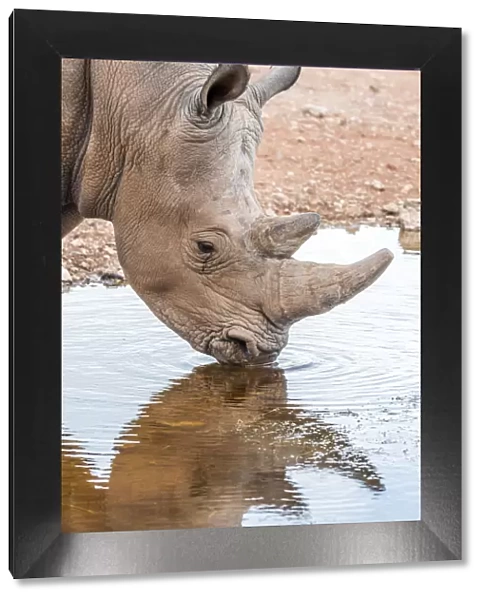 Africa, Namibia, Mariental. White Rhino drinking