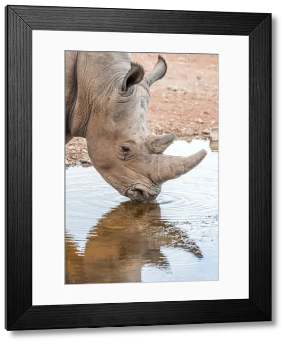Framed Print : Africa, Namibia, Mariental. White Rhino drinking