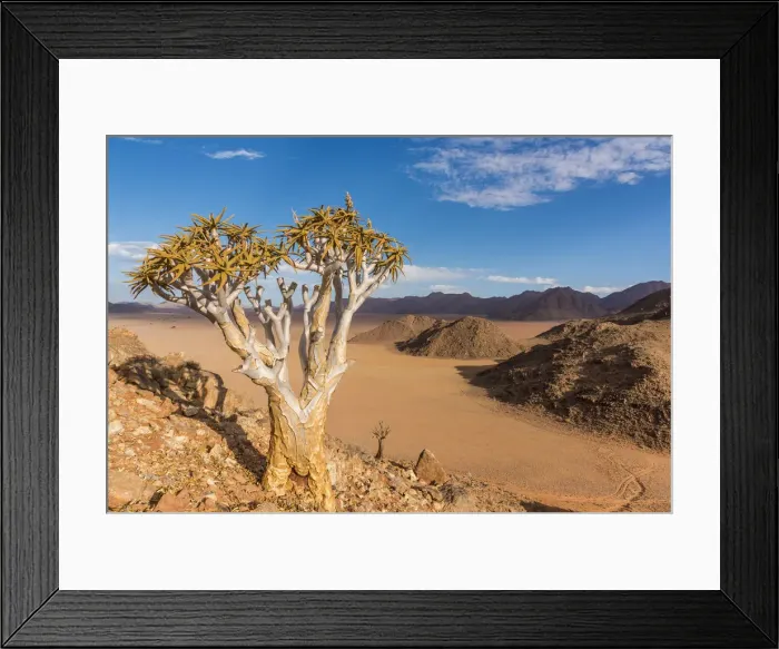 Framed Print : Africa, Namibia, Hardap region. flowering quiver tree