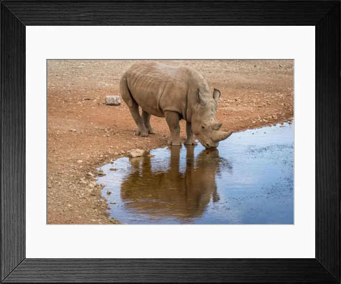 Framed Print : Africa, Namibia, Mariental. White Rhino drinking
