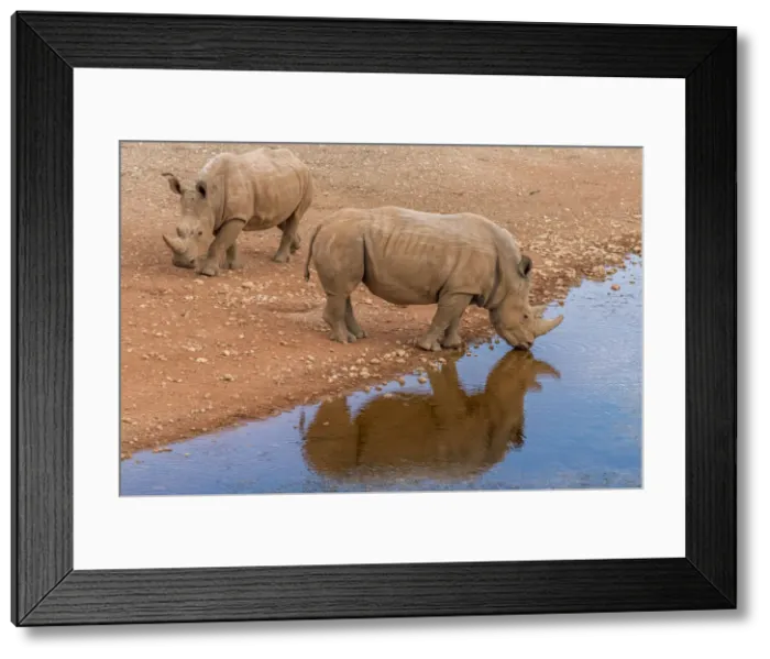 Framed Print : Africa, Namibia, Mariental. White Rhino drinking