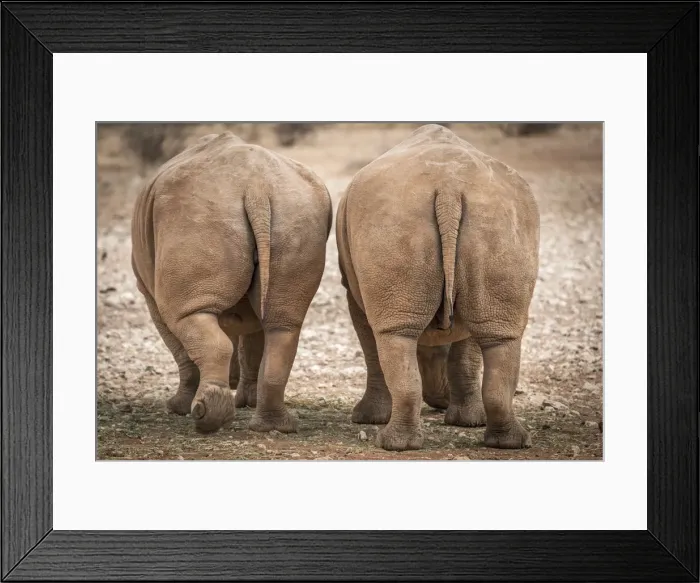Framed Print : Africa, Namibia, Mariental. White Rhinos Framed Print : Africa, Namibia, Mariental. White Rhinos