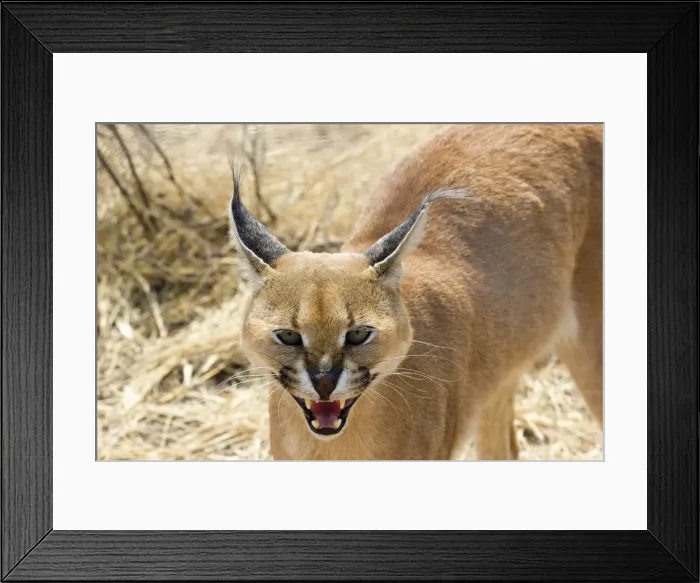 Framed Print : Wild Caracal Cat, Namibia, Africa Framed Print : Wild Caracal Cat, Namibia, Africa