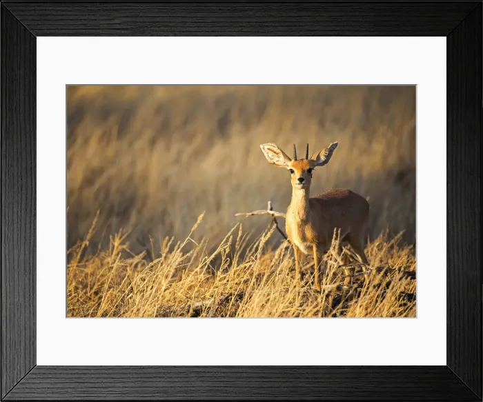 Framed Print : Steenbok, Etosha National Park, Namibia, Africa