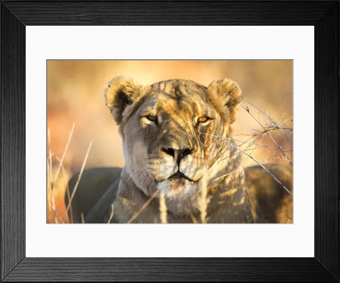 Framed Print : Wild lioness portrait, Kalahari desert, Namibia, Africa