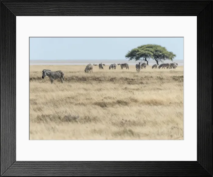 Framed Print : Africa, Namibia, Etosha National park. Zebra herd with acacia tree in front of Framed Print : Africa, Namibia, Etosha National park. Zebra herd with acacia tree in front of