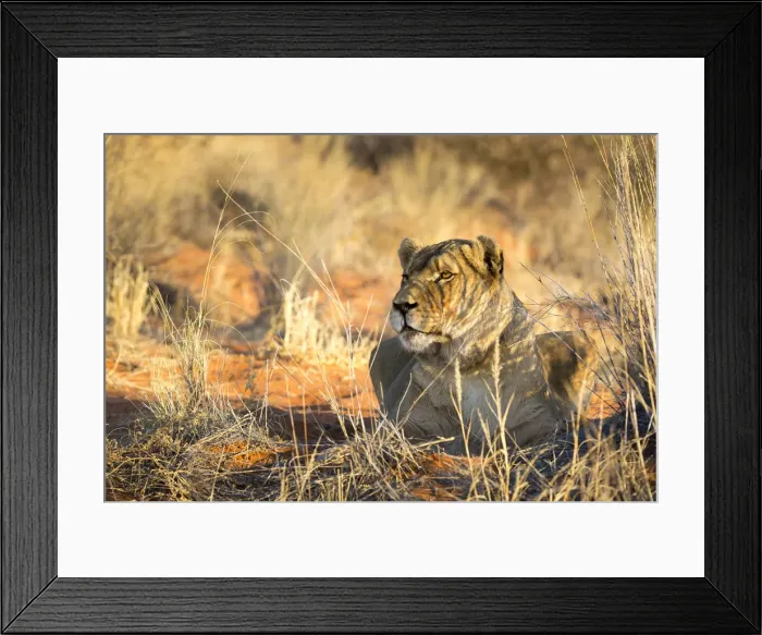 Framed Print : Wild lioness portrait, Kalahari desert, Namibia, Africa Framed Print : Wild lioness portrait, Kalahari desert, Namibia, Africa