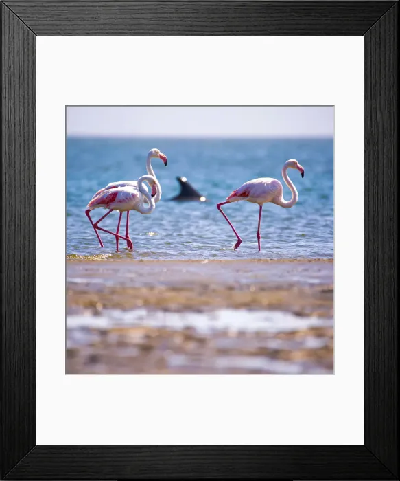 Framed Print : Dolphin and Flamingos at Walvis Bay, Namibia, Africa Framed Print : Dolphin and Flamingos at Walvis Bay, Namibia, Africa