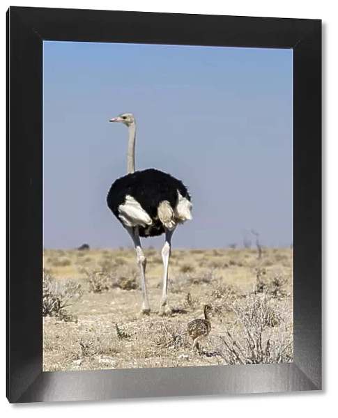 Ostrich with baby, Etosha, Namibia, Africa