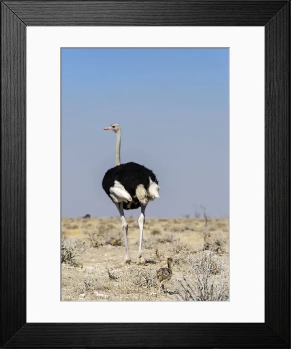 Framed Print : Ostrich with baby, Etosha, Namibia, Africa Framed Print : Ostrich with baby, Etosha, Namibia, Africa