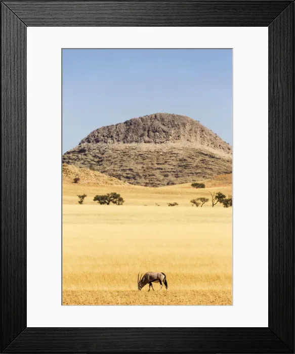 Framed Print : Gemsbok in Walvis Bay, Namibia, Africa Framed Print : Gemsbok in Walvis Bay, Namibia, Africa
