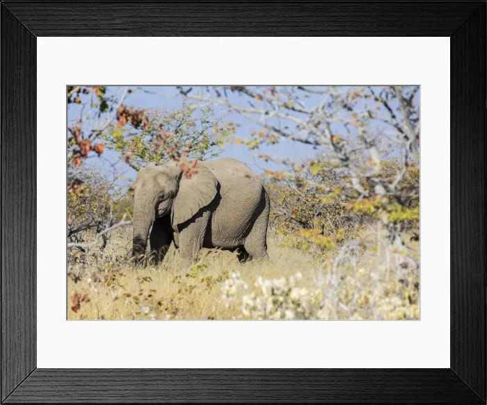 Framed Print : Lonely elephant in Etosha, Namibia, Africa Framed Print : Lonely elephant in Etosha, Namibia, Africa